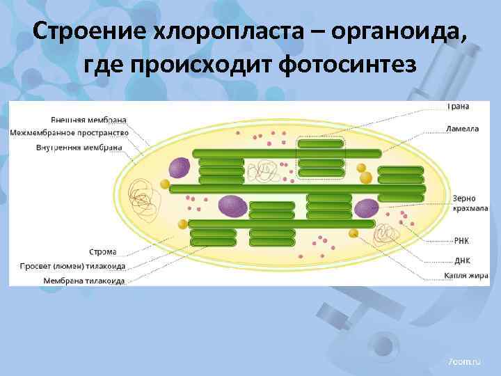 Строение хлоропласта – органоида, где происходит фотосинтез 