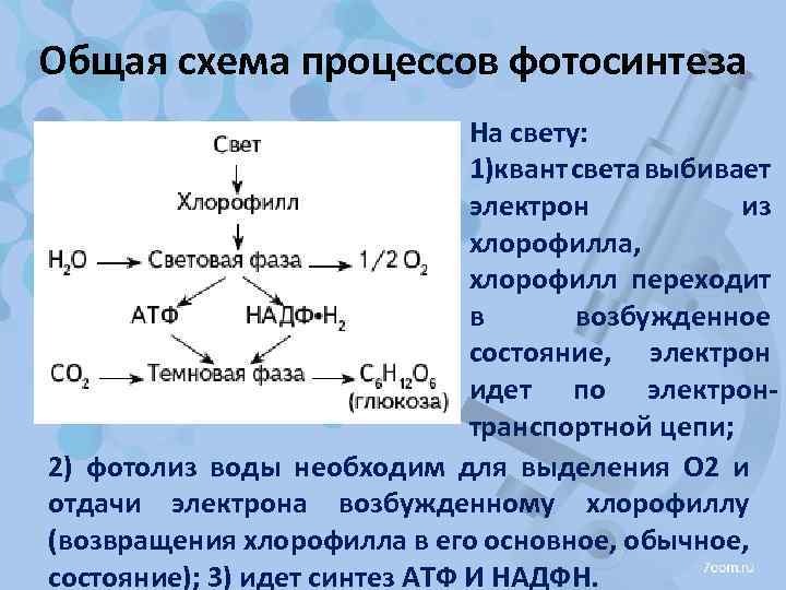 Общая схема процессов фотосинтеза На свету: 1)квант света выбивает электрон из хлорофилла, хлорофилл переходит
