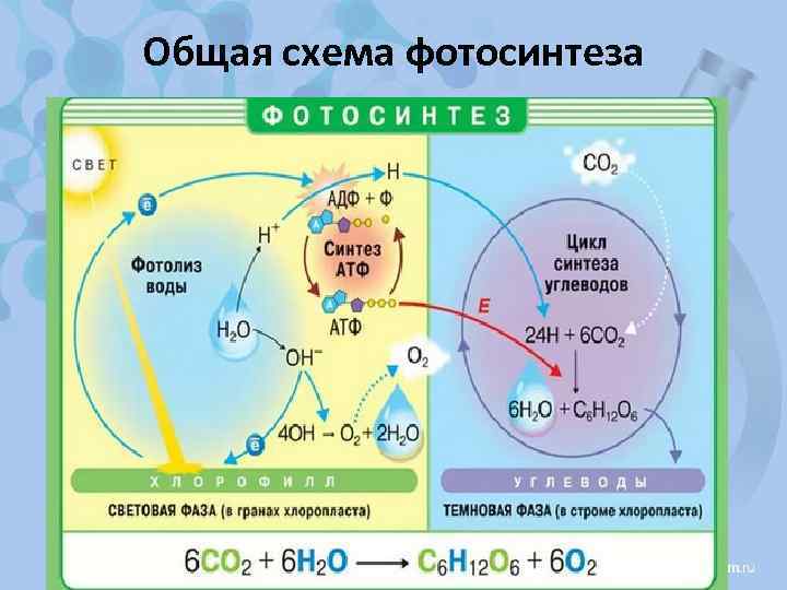 Общая схема фотосинтеза 