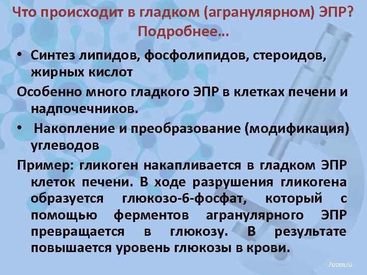 Что происходит в гладком (агранулярном) ЭПР? Подробнее… • Синтез липидов, фосфолипидов, стероидов, жирных кислот