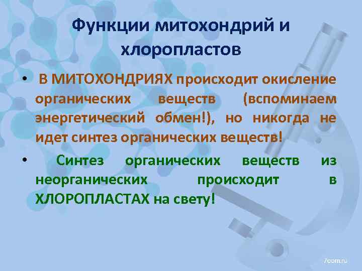 Функции митохондрий и хлоропластов • В МИТОХОНДРИЯХ происходит окисление органических веществ (вспоминаем энергетический обмен!),