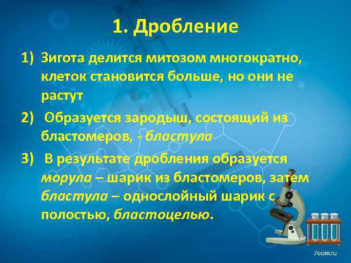 1. Дробление 1) Зигота делится митозом многократно, клеток становится больше, но они не растут