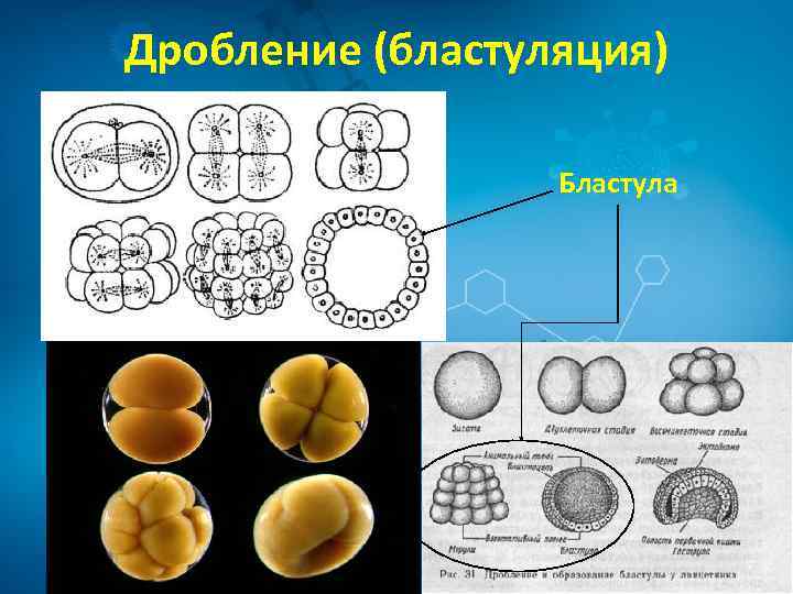 Дробление (бластуляция) Бластула 