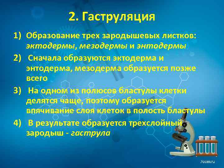 2. Гаструляция 1) Образование трех зародышевых листков: эктодермы, мезодермы и энтодермы 2) Сначала образуются