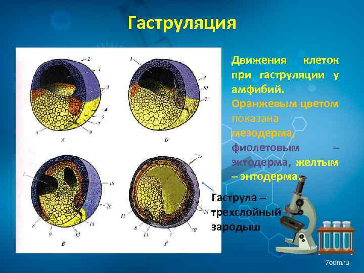 Гаструляция Движения клеток при гаструляции у амфибий. Оранжевым цветом показана мезодерма, фиолетовым – эктодерма,