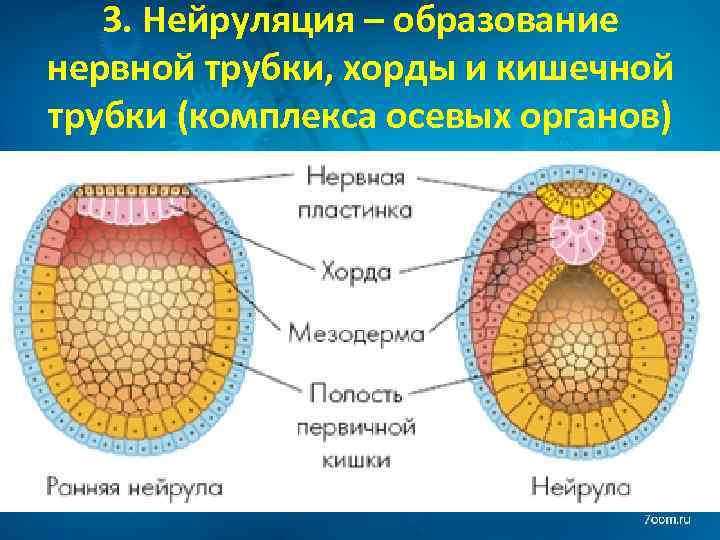 3. Нейруляция – образование нервной трубки, хорды и кишечной трубки (комплекса осевых органов) 