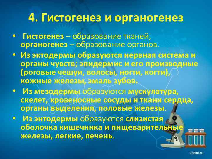 4. Гистогенез и органогенез • Гистогенез – образование тканей, органогенез – образование органов. •