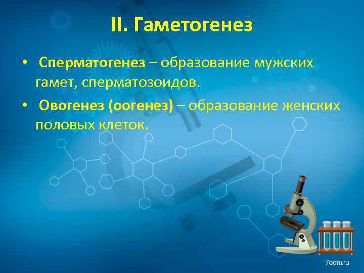 II. Гаметогенез • Сперматогенез – образование мужских гамет, сперматозоидов. • Овогенез (оогенез) – образование