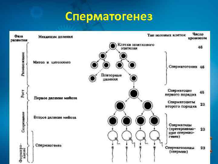 Сперматогенез 