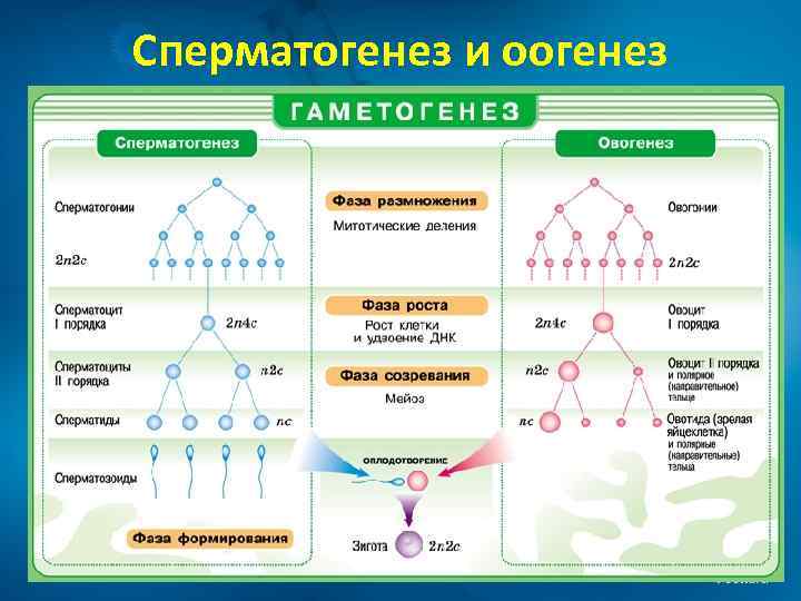 Сперматогенез и оогенез 