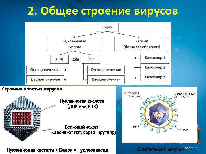 2. Общее строение вирусов Сложный вирус 