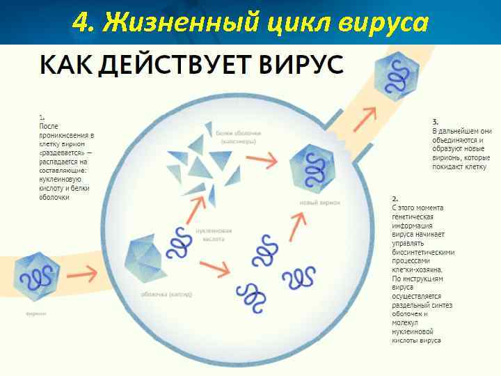 4. Жизненный цикл вируса 