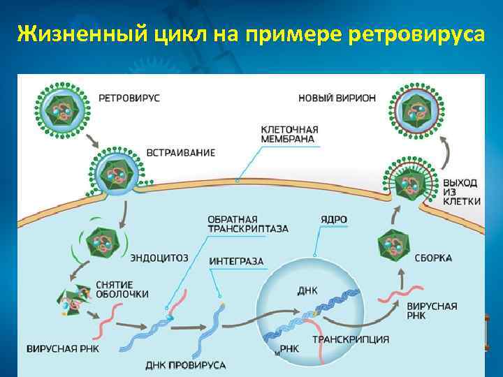 Жизненный цикл на примере ретровируса 