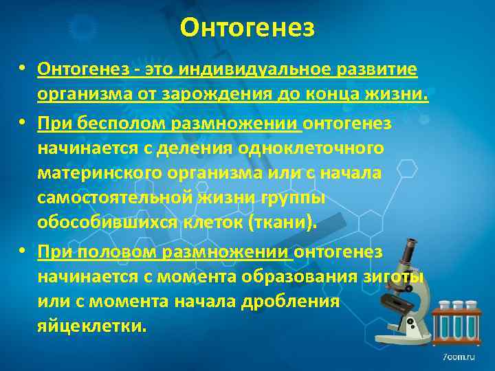 Онтогенез • Онтогенез - это индивидуальное развитие организма от зарождения до конца жизни. •