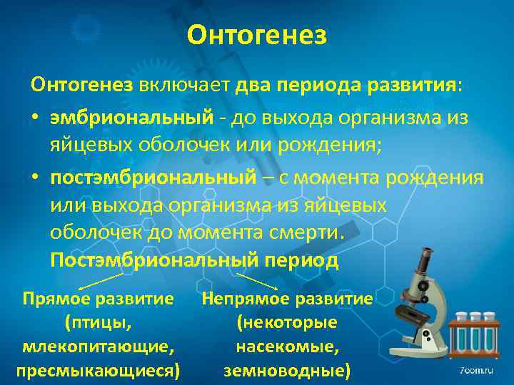 Онтогенез включает два периода развития: • эмбриональный - до выхода организма из яйцевых оболочек