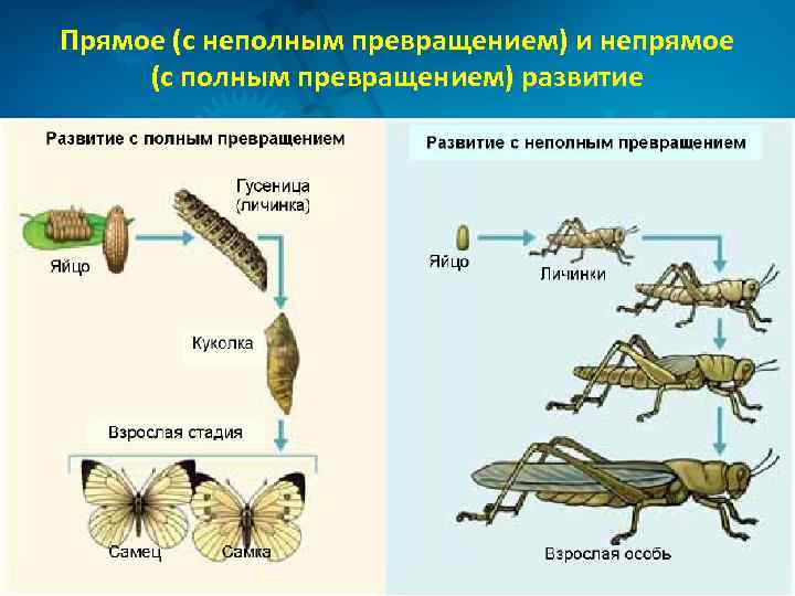 Прямое (с неполным превращением) и непрямое (с полным превращением) развитие 