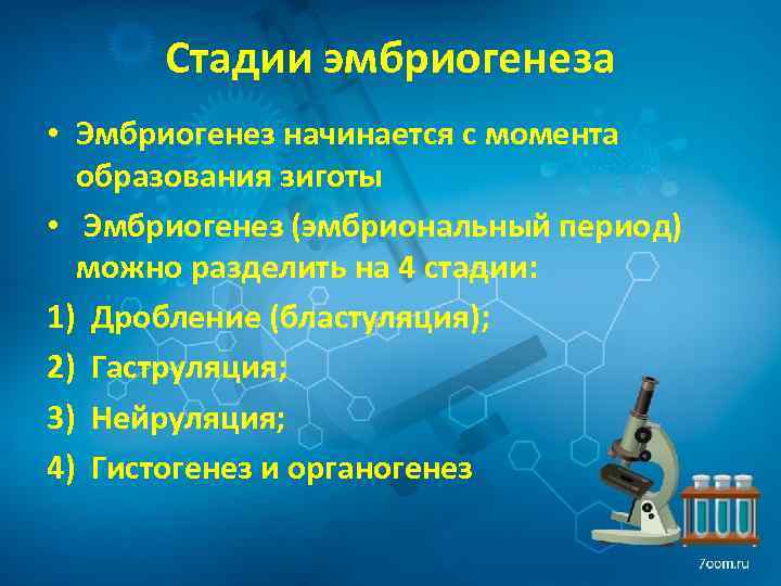 Стадии эмбриогенеза • Эмбриогенез начинается с момента образования зиготы • Эмбриогенез (эмбриональный период) можно