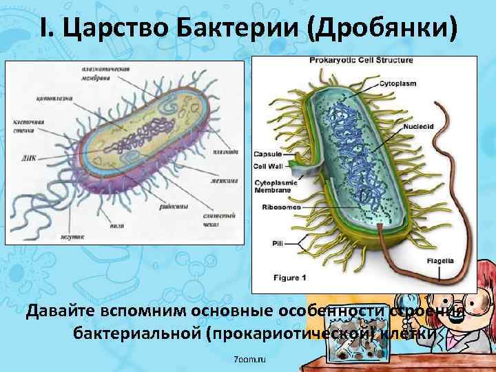 I. Царство Бактерии (Дробянки) Давайте вспомним основные особенности строения бактериальной (прокариотической) клетки 