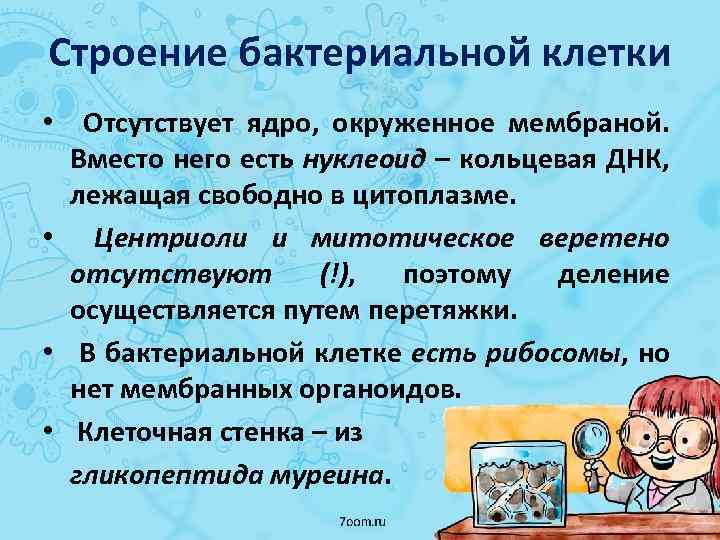 Строение бактериальной клетки • Отсутствует ядро, окруженное мембраной. Вместо него есть нуклеоид – кольцевая