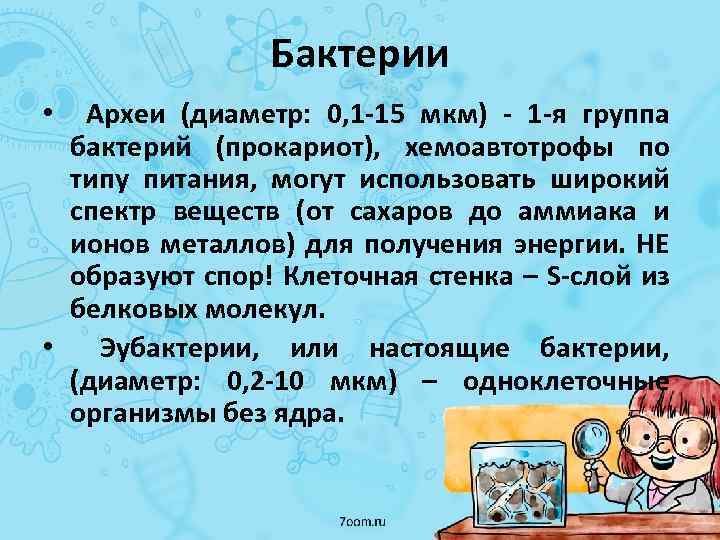 Бактерии Археи (диаметр: 0, 1 -15 мкм) - 1 -я группа бактерий (прокариот), хемоавтотрофы