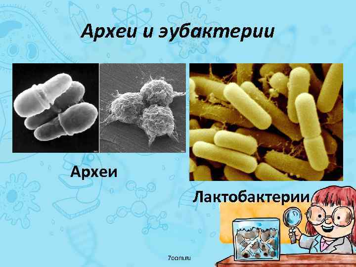 Археи и эубактерии Археи Лактобактерии 