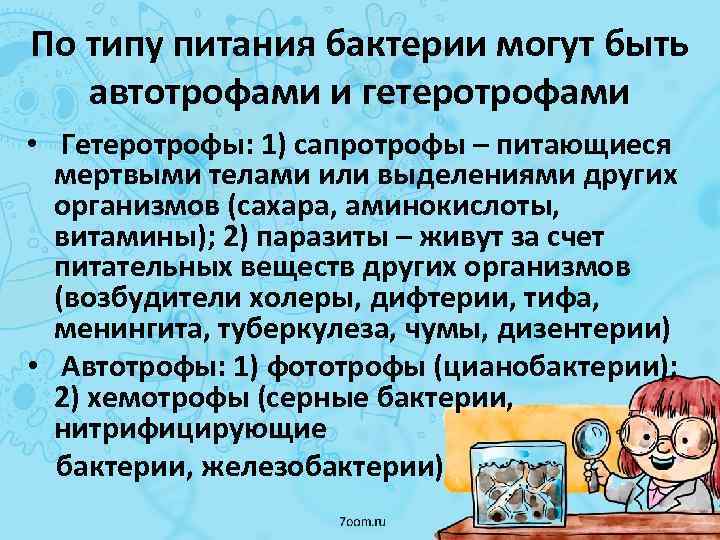 По типу питания бактерии могут быть автотрофами и гетеротрофами • Гетеротрофы: 1) сапротрофы –