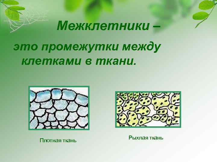 Межклетники – это промежутки между клетками в ткани. Плотная ткань Рыхлая ткань 