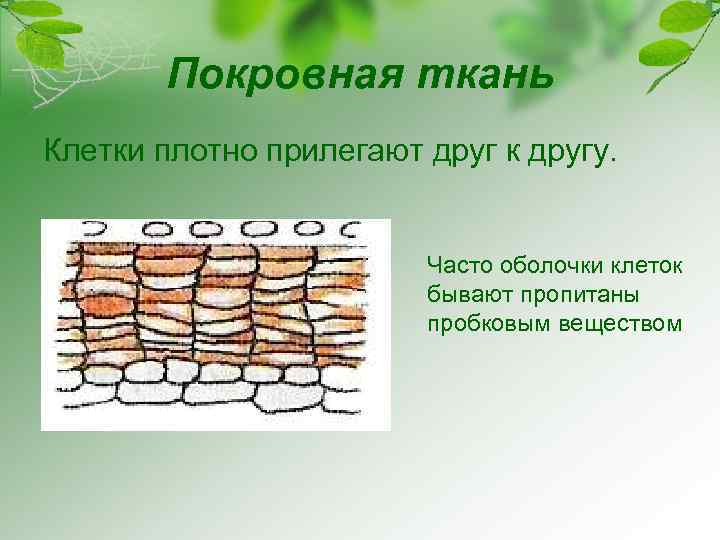Покровная ткань Клетки плотно прилегают друг к другу. Часто оболочки клеток бывают пропитаны пробковым