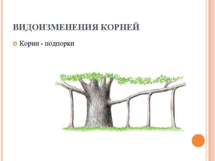 ВИДОИЗМЕНЕНИЯ КОРНЕЙ Корни - подпорки 