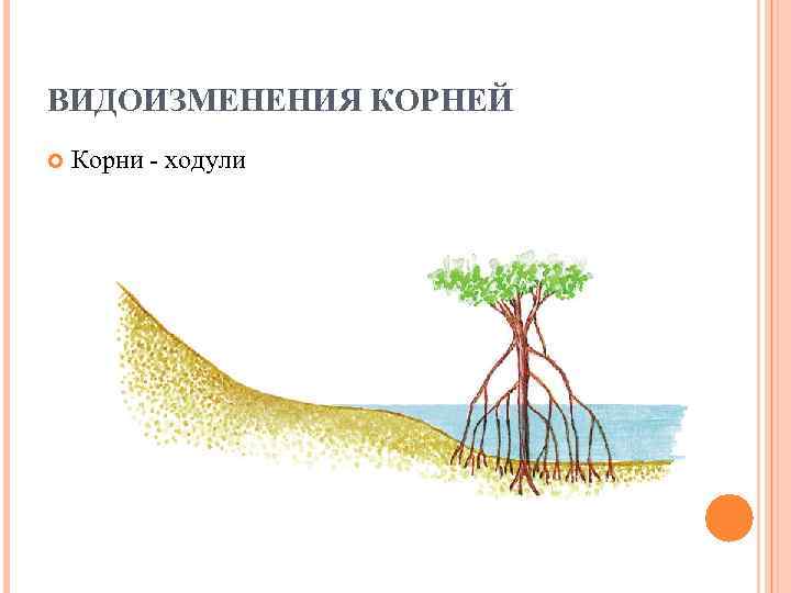 ВИДОИЗМЕНЕНИЯ КОРНЕЙ Корни - ходули 