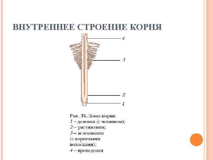 ВНУТРЕННЕЕ СТРОЕНИЕ КОРНЯ 