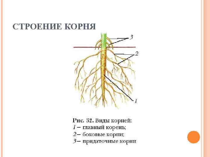 СТРОЕНИЕ КОРНЯ 