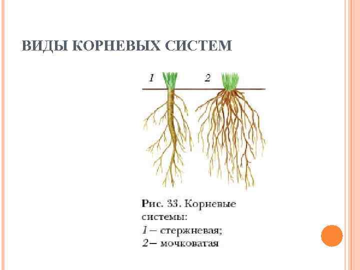 ВИДЫ КОРНЕВЫХ СИСТЕМ 