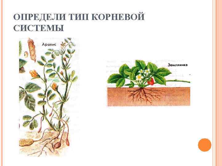 ОПРЕДЕЛИ ТИП КОРНЕВОЙ СИСТЕМЫ 