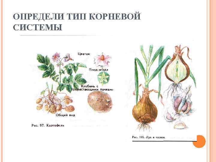 ОПРЕДЕЛИ ТИП КОРНЕВОЙ СИСТЕМЫ 