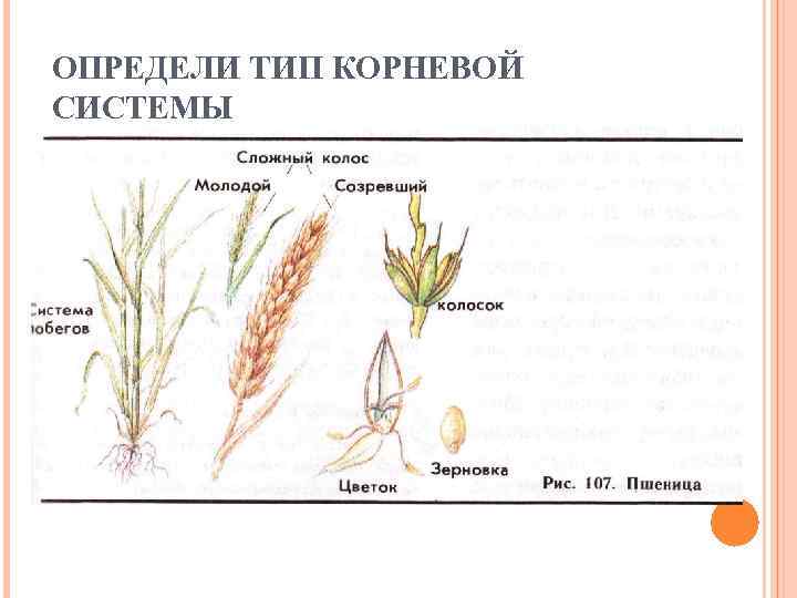 ОПРЕДЕЛИ ТИП КОРНЕВОЙ СИСТЕМЫ 