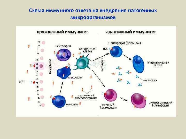 Схема иммунного ответа на внедрение патогенных микроорганизмов 