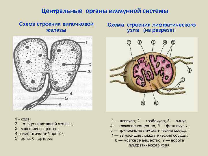 Центральные органы иммунной системы Схема строения вилочковой железы 1 - кора; 2 - тельце
