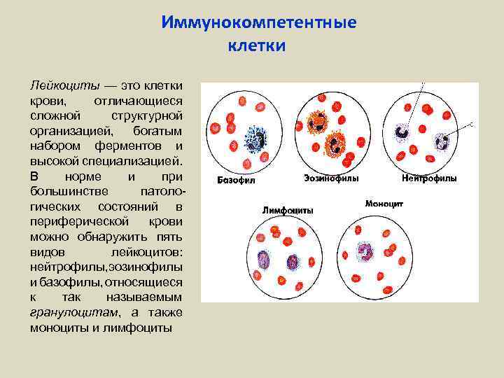 Иммунокомпетентные клетки Лейкоциты — это клетки крови, отличающиеся сложной структурной организацией, богатым набором ферментов