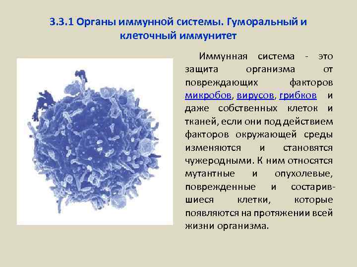 3. 3. 1 Органы иммунной системы. Гуморальный и клеточный иммунитет Иммунная система - это