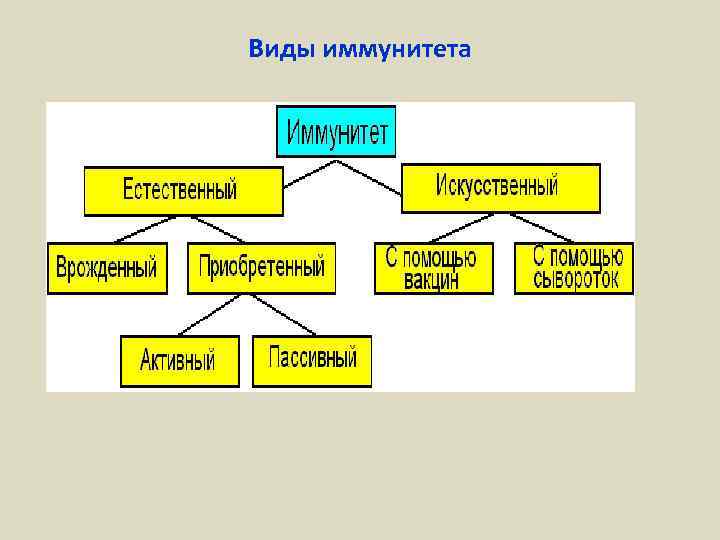 Виды иммунитета 