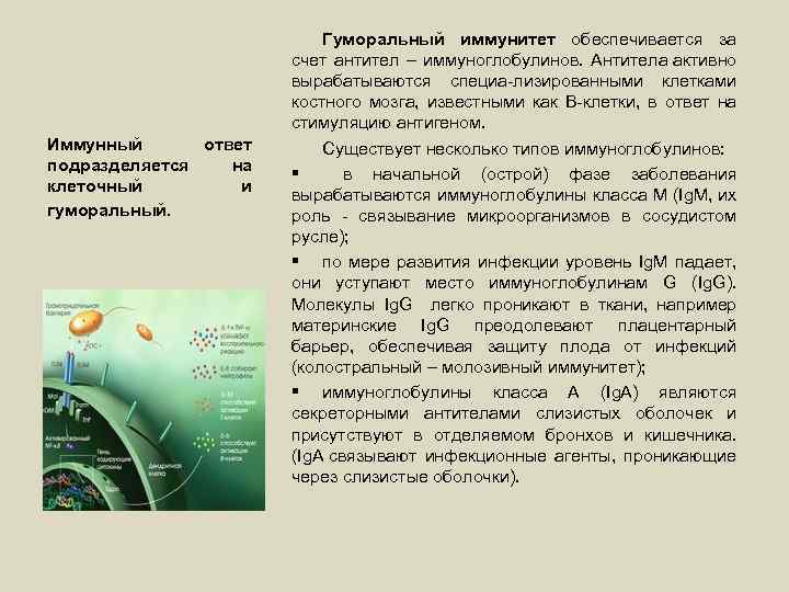Иммунный ответ подразделяется на клеточный и гуморальный. Гуморальный иммунитет обеспечивается за счет антител –