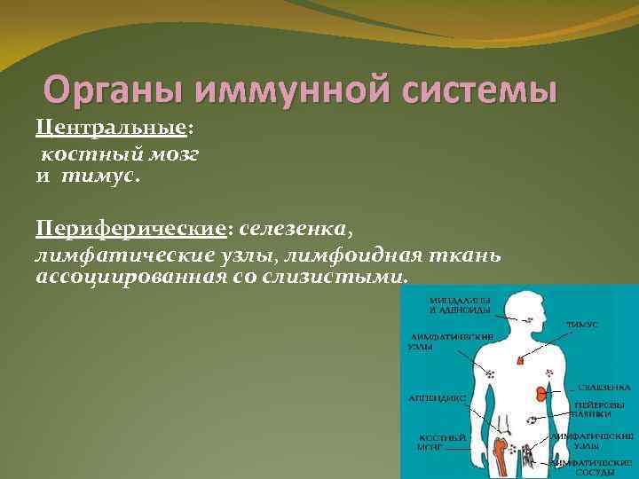 Органы иммунной системы Центральные: костный мозг и тимус. Периферические: селезенка, лимфатические узлы, лимфоидная ткань