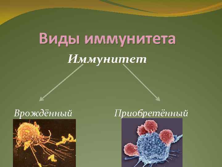 Виды иммунитета Иммунитет Врождённый Приобретённый 
