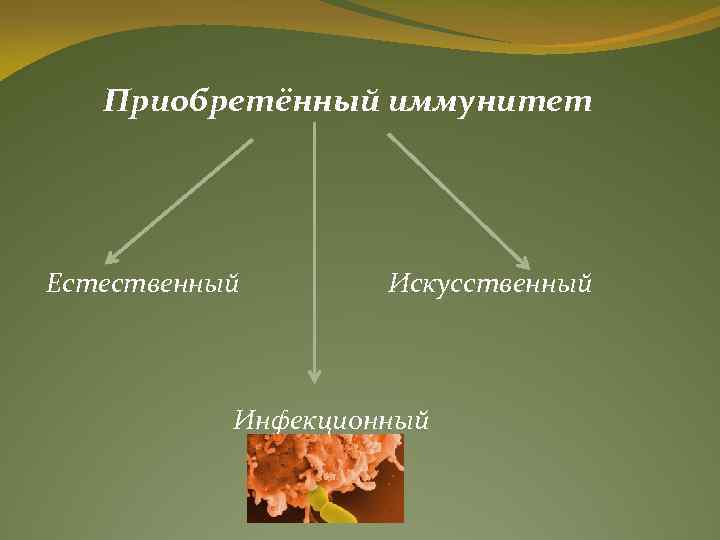 Приобретённый иммунитет Естественный Искусственный Инфекционный 