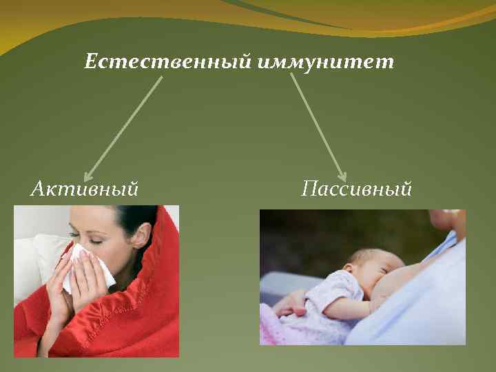 Естественный иммунитет Активный Пассивный 