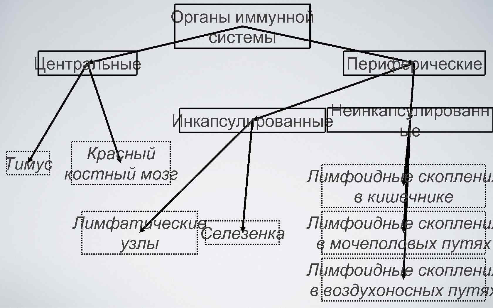 Органы иммунной системы Центральные Периферические Неинкапсулированн Инкапсулированные ые Красный Тимус костный мозг Лимфатические Селезенка