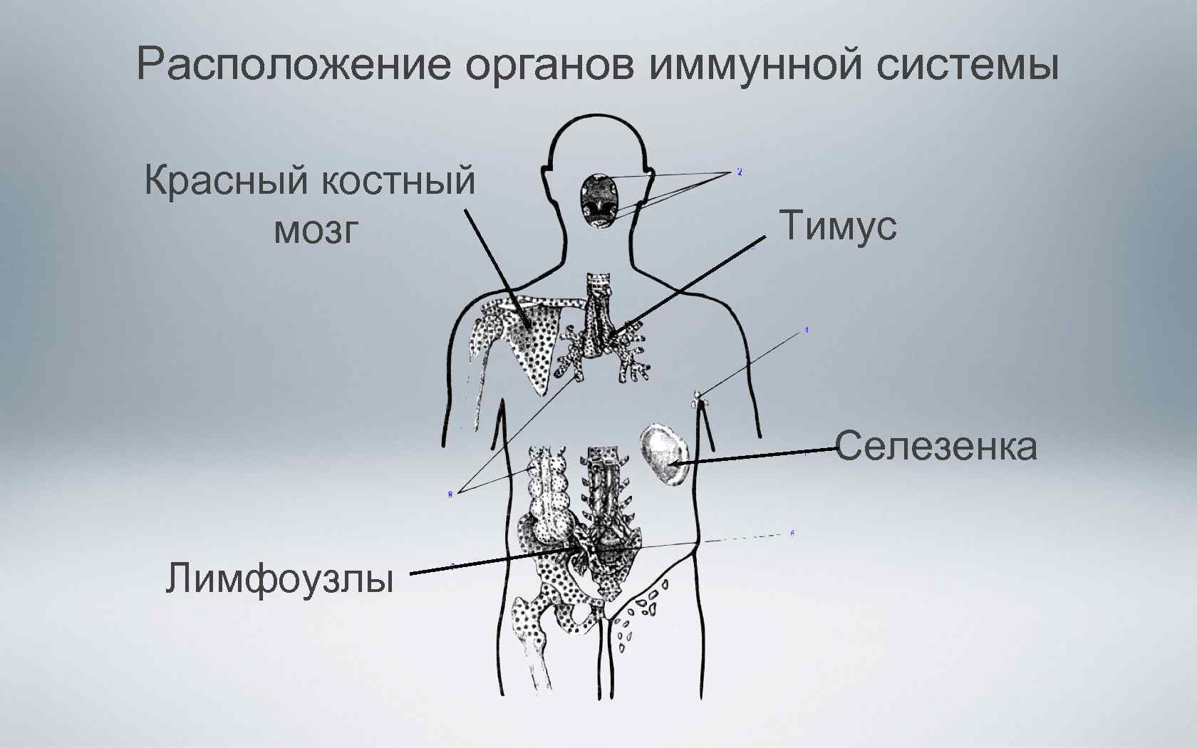 Органы иммунной системы фото