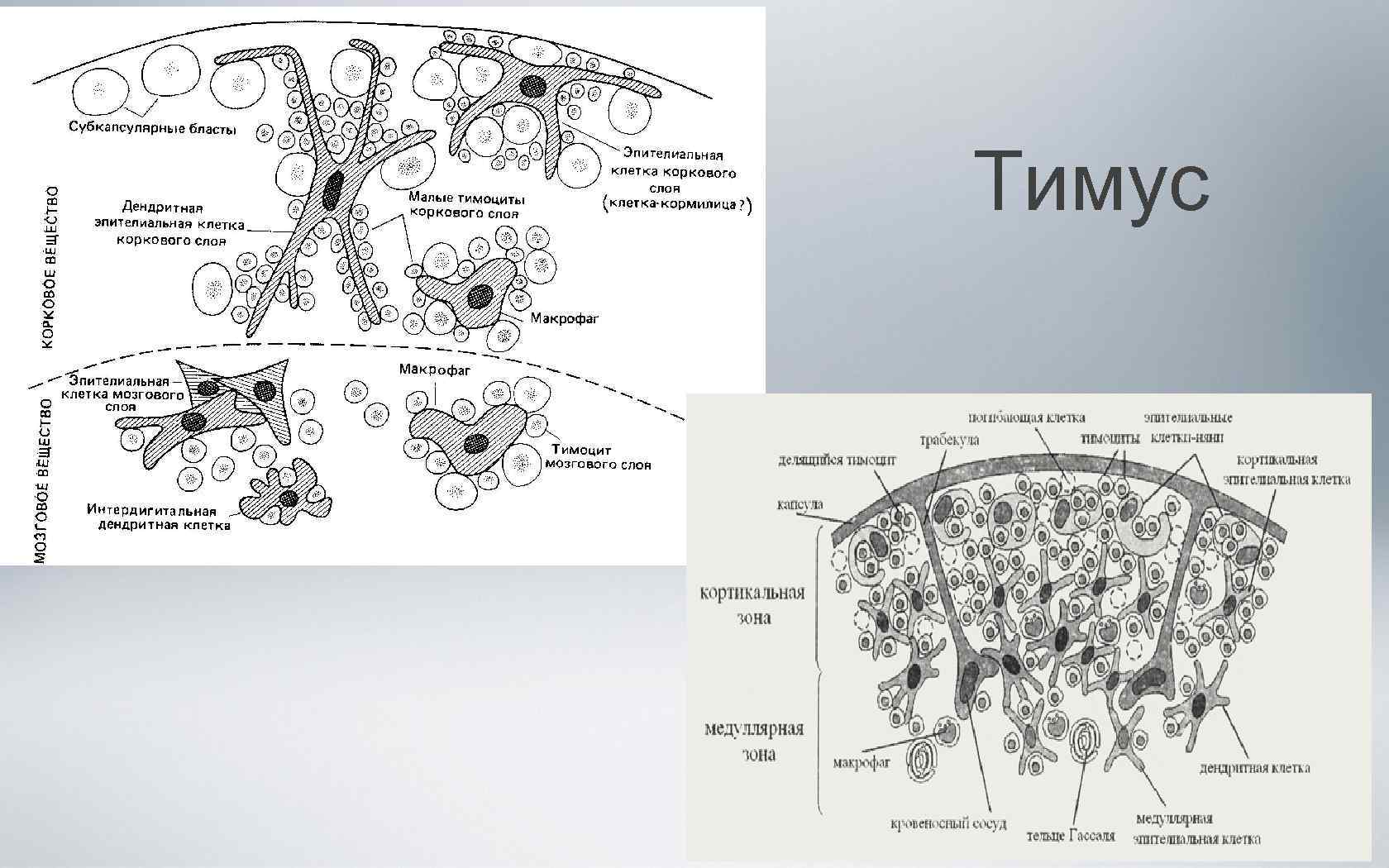 Рисунок тимуса иммунология
