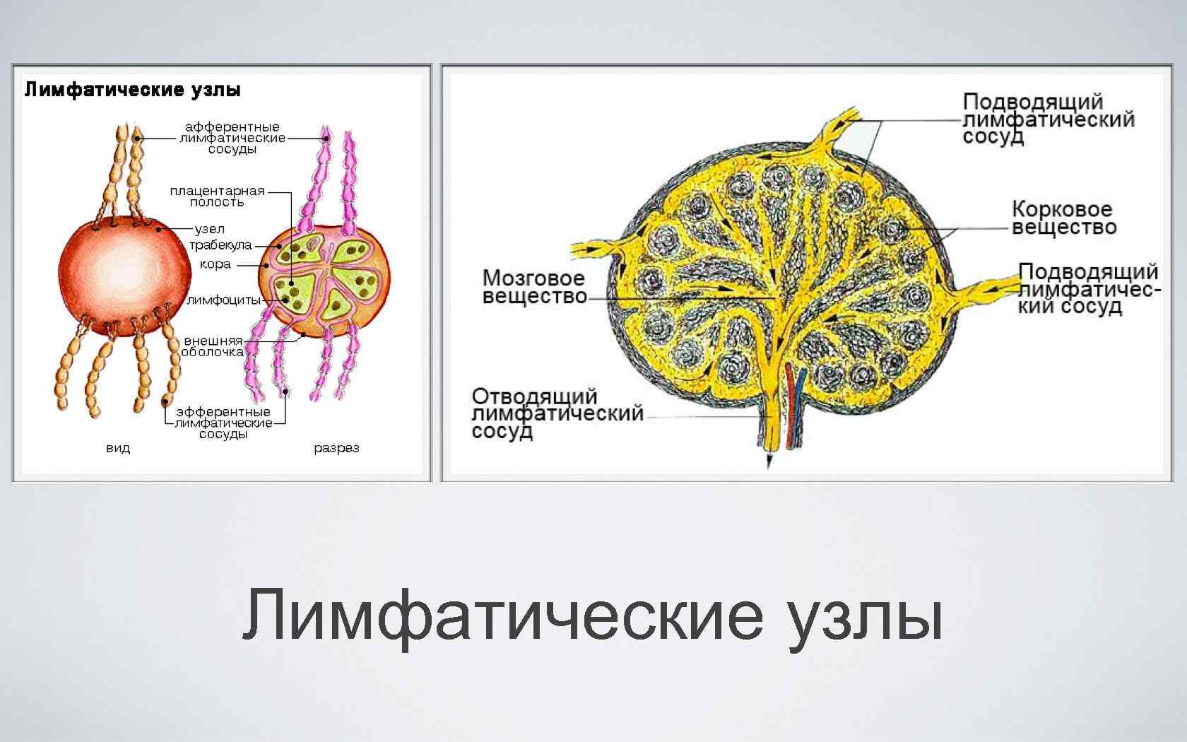 Органы иммунной системы фото